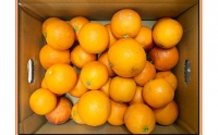 希少な柑橘!紀州有田産ブラッドオレンジ約3kg ※2024年4月上旬頃～4月中旬頃に順次発送 (お届け日指定不可)