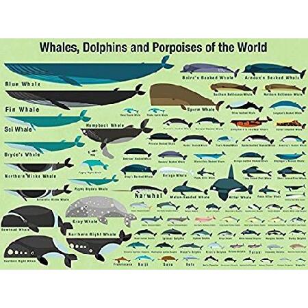 Oopsy Daisy Fine Art for Kids Whales 40 x 30" NB21505並行輸入