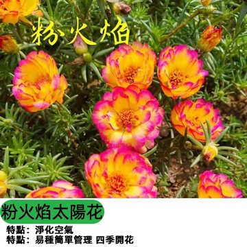重瓣太陽花種子 粉火焰花籽 多花型觀賞花卉 盆栽陽台四季可播 易種植 台灣花卉種子 庭園美化 鮮花種籽 家庭園藝