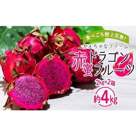 ふるさと納税 2024年発送　奄美大島産 食べごろ樹上完熟『赤蜜ドラゴンフルーツ』2kg×2箱セット＜北海道・沖縄県配送不可.. 鹿児島県瀬戸内町