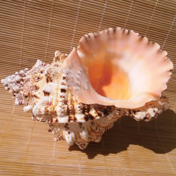 天然特大聽海聲海螺石號螺 金口大蛙螺 創意家居收藏擺件魚缸造景