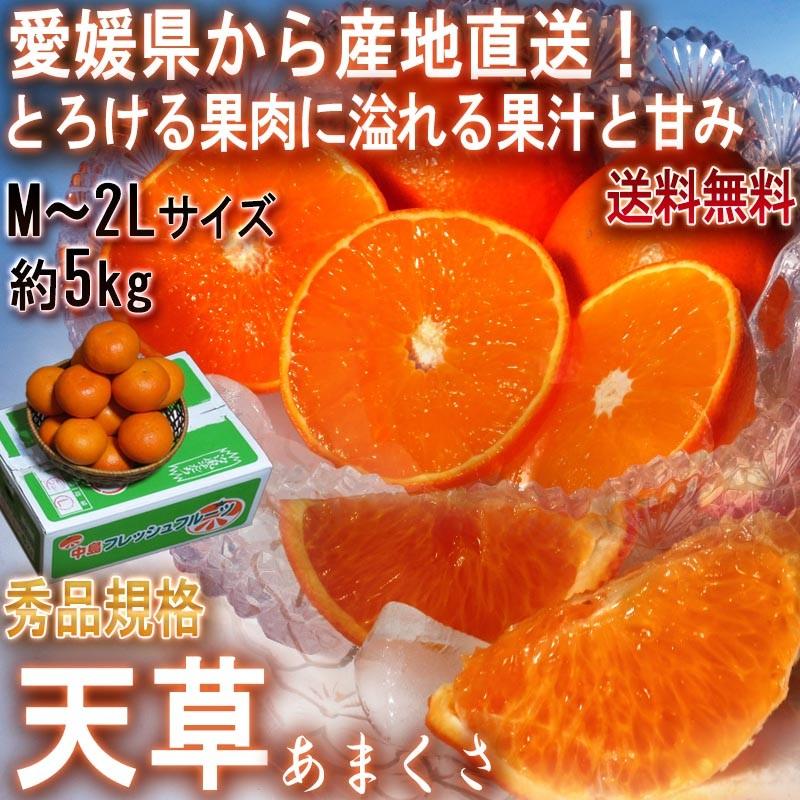 産地直送 天草オレンジ みかん あまくさ 5kg 愛媛県産 贈答規格 果汁豊富でとろける食感！濃厚な甘さの新鮮なギフトフルーツ