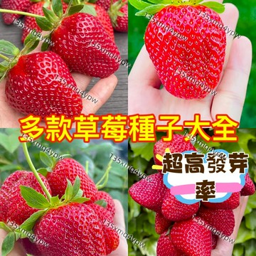 熱銷-24H發貨 多款四季草莓種子（250粒）草莓種子 雪兔草莓 奶油草莓 當年結果 果大超甜 四季可種 庭院陽台盆栽