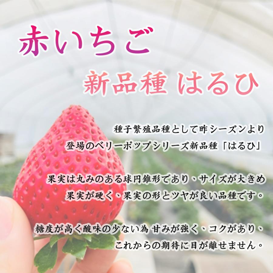 〜お歳暮先行予約 12月順次発送〜 熊本産 雅乃苺 赤イチゴ 淡雪 紅白セット-250g×2 熨斗 高級いちご 贈答用 お歳暮 クリスマス