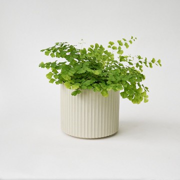 鐵線蕨 | 少女的髮絲 室內植栽 盆栽