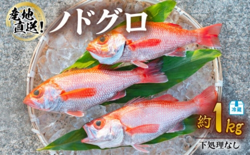 ノドグロ 約1kg 産地直送 冷蔵 下処理なし 配送月指定可 アカムツ のどぐろ 高級魚 水揚げ時重量約1kg