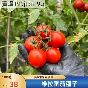 現貨🍅【維拉番茄種子】🍅（100粒） 四季種植 中果西紅柿種子高產  多年生聖女果 四季播種農田盆栽 高產水果蔬菜種子