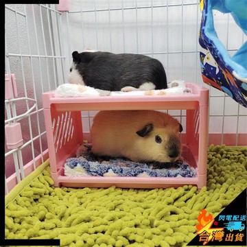 【台灣出貨】倉鼠窩 小寵窩 寵物窩 豚鼠高低牀 荷蘭豬小牀 雙層臥鋪角落屋 兔子刺蝟蜜袋鼯寵物窩