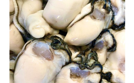 定期便 牡蠣 坂越かき 剥き牡蠣 300g×2、殻付き牡蠣 12個 オイスターナイフ付き[ 生牡蠣 かき カキ 生食 冬牡蠣