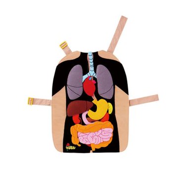 【兒童學習的好助手】 人體器官布圍裙#14606