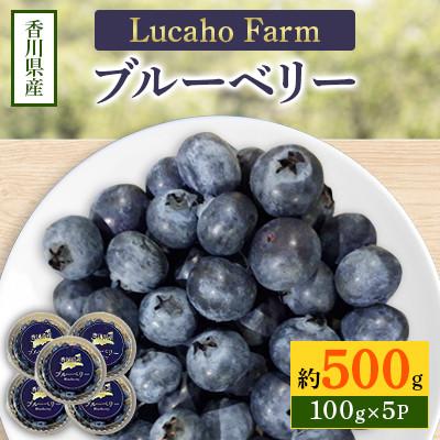 ふるさと納税 東かがわ市 Lucaho Farm ブルーベリー　500g