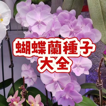 台灣現貨 （蝴蝶蘭種子大全） 君子蘭  當季新籽 發芽率高  觀賞性強  花期長 新手易種植 陽台庭院盆栽 #超優惠