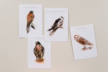 鳥兒明信片組 C 猛禽
