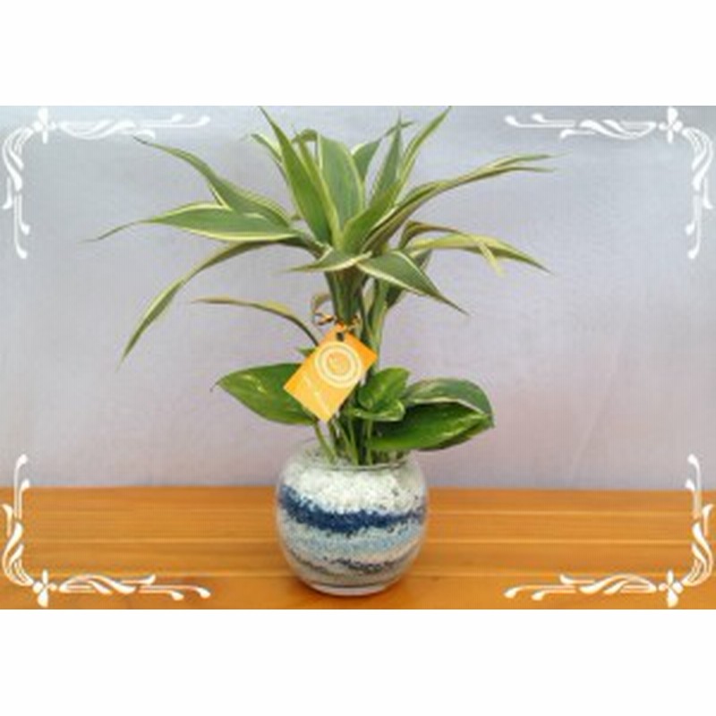 バブ１０ カラーサンド ２種寄せ植え ポトス サンデリー 通販 Lineポイント最大1 0 Get Lineショッピング