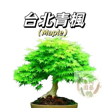 嘉義現貨（台北青楓種子FS-9） 綠色楓樹種子四季易種禪意綠植盆景室內外觀賞種子盆栽觀葉植物種子