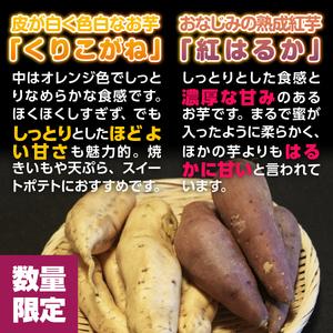 ふるさと納税 YX003 （土付き）福岡篠栗町産の熟成紅白さつまいも「紅はるか」5kg「くりこがね」5kgセット 2023年10月中旬より順次.. 福岡県篠栗町