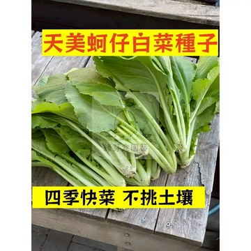 🌱【現貨-隔日到店】天美蚵仔白菜種子XBC-9 不挑土壤 適應力強 盆栽青菜早熟高產 新手短期收成全年種葉類蔬菜種子