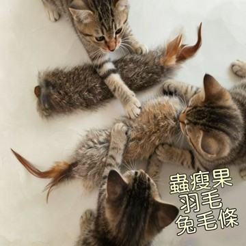 【24時特賣】蟲癭果玩具 純天然兔毛尾 羽毛貓玩具 氣味丰容貓咪玩具 逗貓玩具 磨牙玩具 貓咪自嗨解悶 逗貓神器