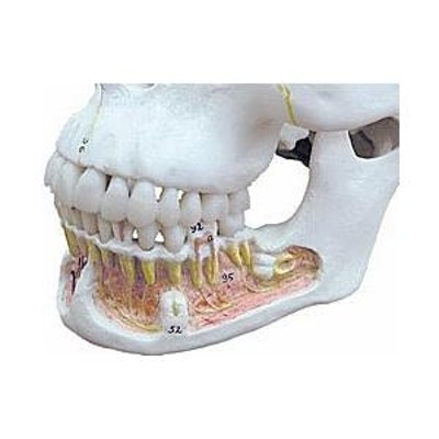 全3色/黒/赤/ベージュ 無料健康相談 対象製品 3B社 人体模型 頭蓋骨