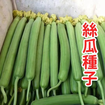 現貨現發【絲瓜種子】爬藤快結果多 陽台菜園可種 鮮嫩厚肉高產 家庭食用 防蟲網套 產量高 新手易