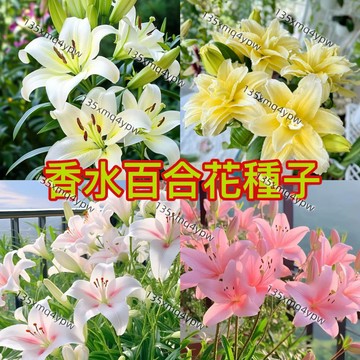 熱銷-24H-發貨【香水百合種子】(250粒）濃香百合花種子 四季種子 室內花卉種子 好養易活 盆栽室內花植物種子