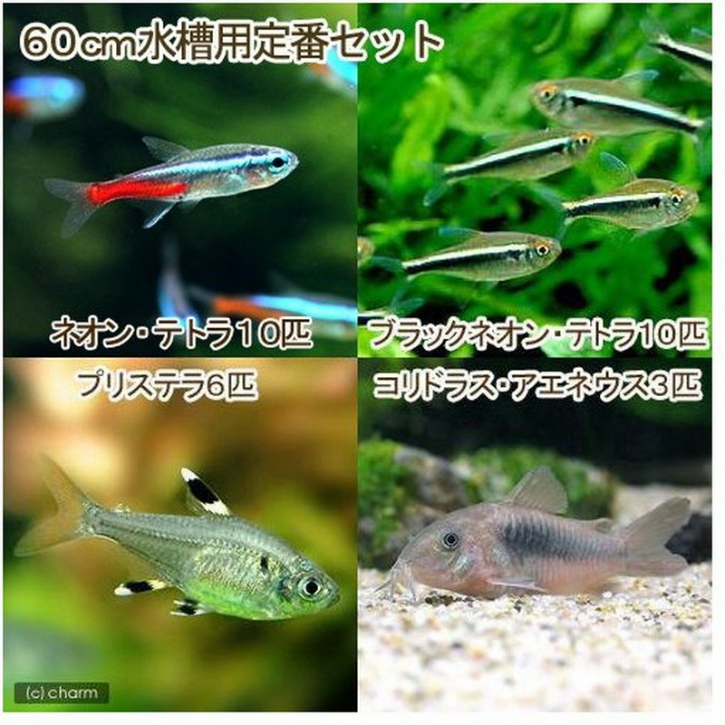 熱帯魚 ６０ｃｍ水槽用定番セット ネオンテトラ１０匹 ブラックネオン１０匹 プリステラ６匹 コリドラスアエネウス３匹 北海道航空便要保温 通販 Lineポイント最大0 5 Get Lineショッピング