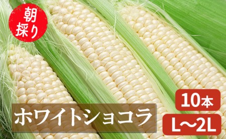 朝採り 白とうもろこし 「ホワイトショコラ」 L～2Lサイズ 10本入り 北海道 富良野市（岡本ファームズ ）