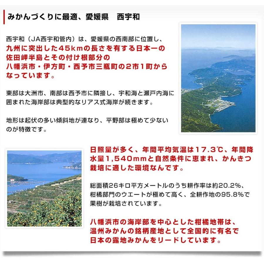 愛媛県より産地直送 JAにしうわ みつる共撰 プレミアム西宇和みかん 蜜る(みつる) LからSサイズ 4キロ(35玉から50玉) 送料無料 にしうわみかん 蜜柑 ミカン