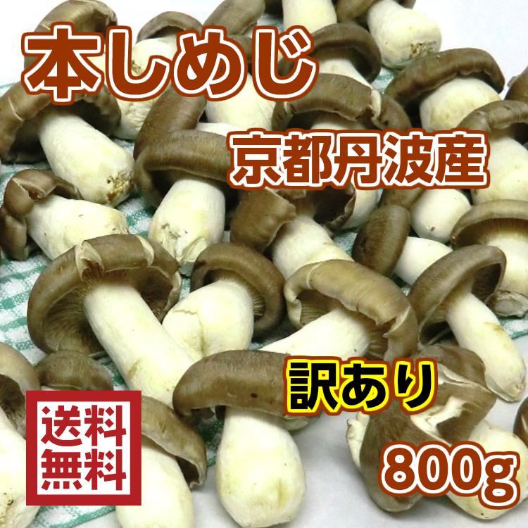 しめじ 大黒本しめじ 800g 訳あり きのこ シメジ 京都 丹波 京野菜 おいしい 大粒