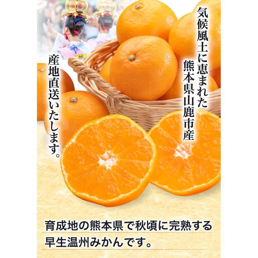 みかん 熊本県産 早生 秀品みかん 12月出荷 予約 味いち小玉みかん 5kg 2S 3Sサイズ 糖度12度以上 熊本産 産地直送 送料無料 S常