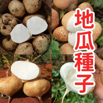現貨現發 【地瓜種子】 白地瓜 涼薯  沙薯 四季播種脆甜 營養豐富 庭院菜園蔬果種子  不發芽可退款 超高產 居家盆栽