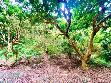 彰化土地-芬園低總價林業用地(三)｜彰化縣芬園鄉新舊社段