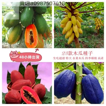 12h出貨 木瓜（20粒）木瓜種籽番木瓜 四季播種種子甜瓜種子紅心木瓜種子紅心牛奶木瓜木瓜籽薄皮多汁四季種植水果