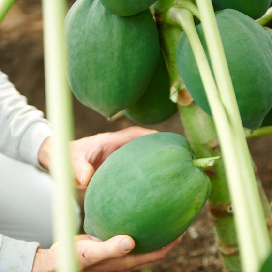 野菜 その他野菜   シャキシャキ！青パパイヤ１キロ（農薬不使用） 産地直送