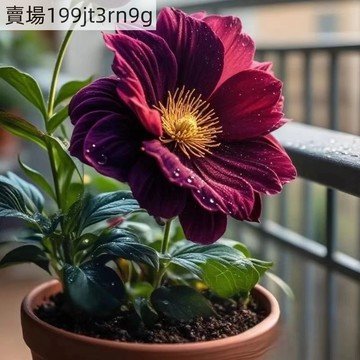 現貨 稀有大麗花（250粒）新品大麗花種子 重辦花卉種子 大麗花易種植易養活 陽台庭院盆栽種植 室內外植物種子 矮桿花種