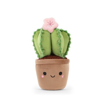 Keeleco Botanical Garden Cactus Plant 仙人掌