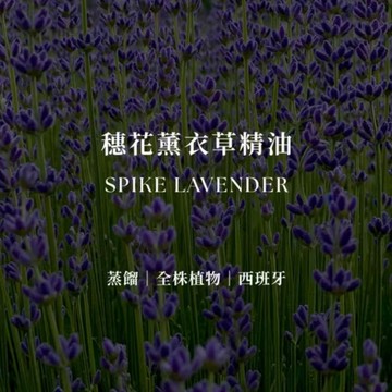 穗花薰衣草精油  |  Spike Lavender Essential Oil  | 思緒清晰