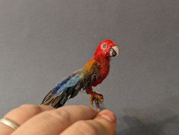 紅金剛鸚鵡