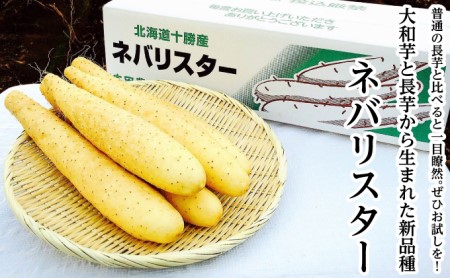 十勝幕別町産〈長芋の新品種〉ネバリスター3kg L～3Lサイズ 贈答用 化粧箱［本田農場］