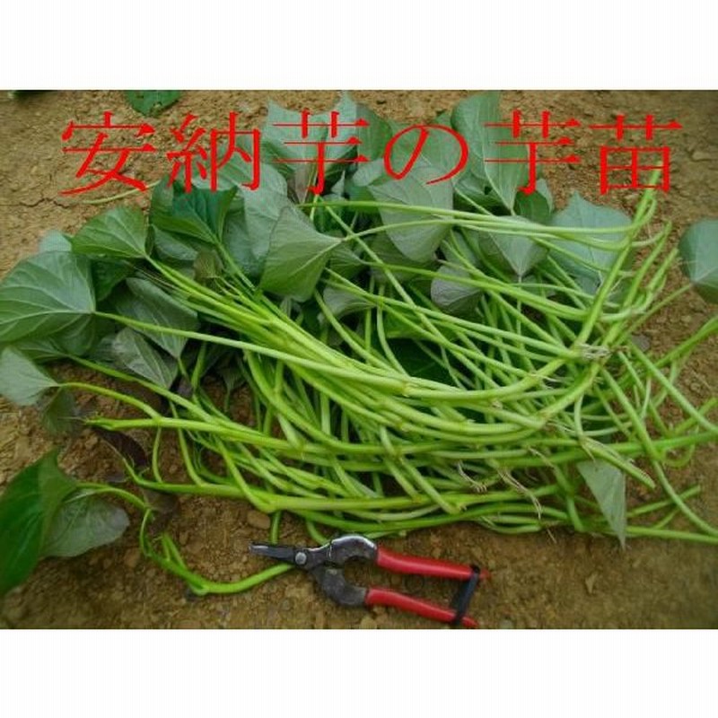 ホクホク系ーベニアズマ芋苗1000本 『割引コー』 その他