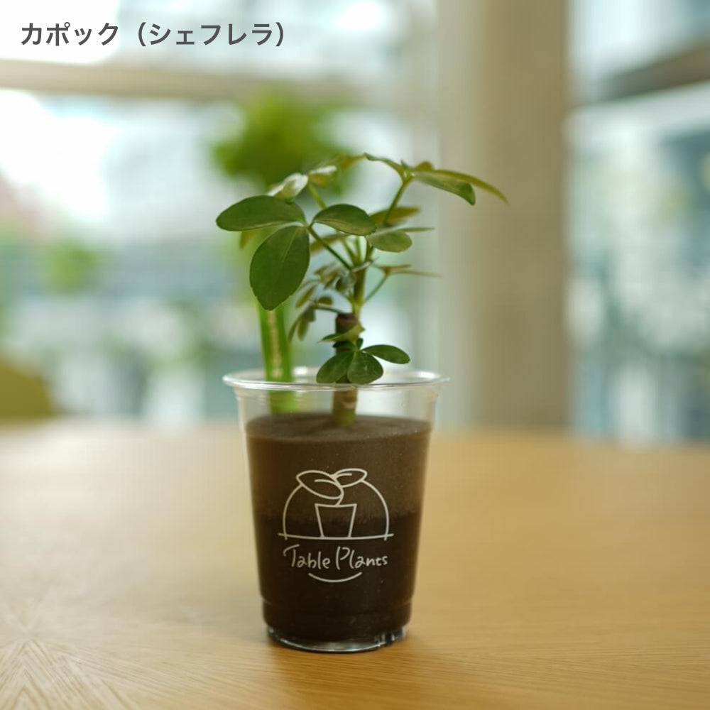 土を使わない観葉植物 テーブルプランツ Table Plants カポック シェフレラ 通販 Lineポイント最大10 0 Get Lineショッピング