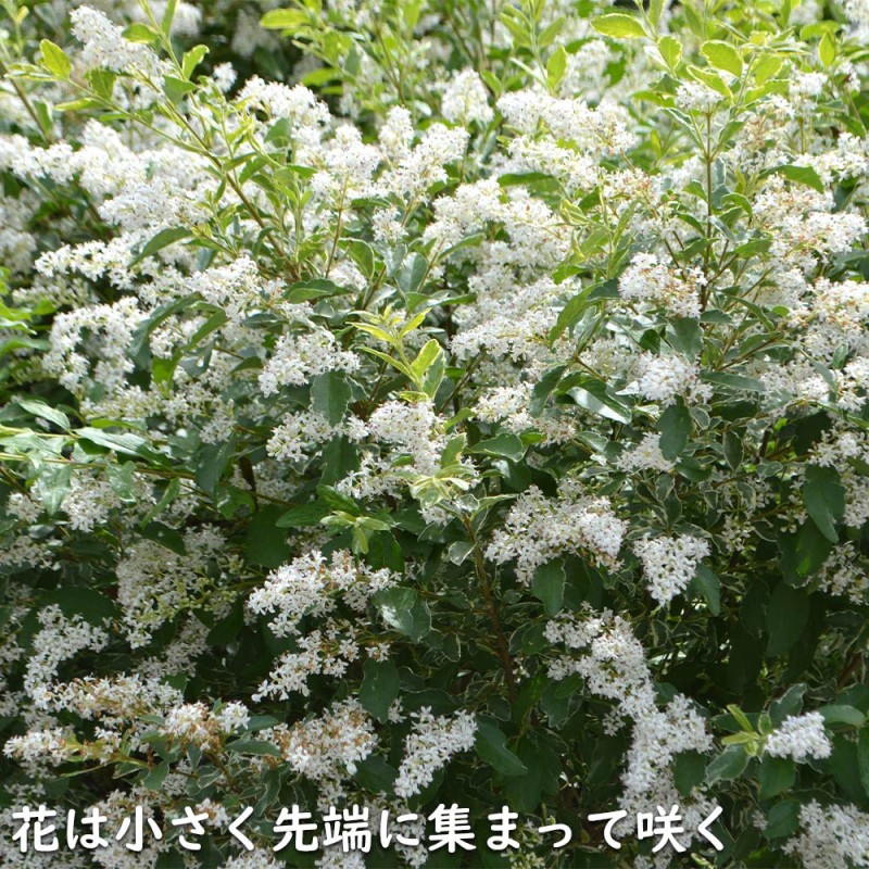 欲しいの ☆3年物☆大苗シンガポールピンク9又長92cm 植物/観葉植物