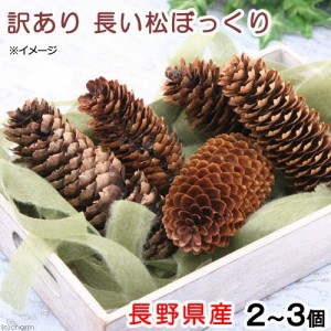 長野県産 訳あり長い松ぼっくり ２ ３個 小動物のおもちゃ パインコーン 国産 無添加 無着色 ハムスター 餌 通販 Lineポイント最大1 0 Get Lineショッピング