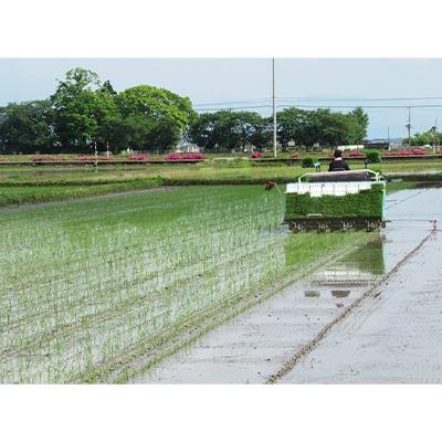 ふるさと納税 長浜市 栽培期間中農薬不使用 滋賀県産 特別栽培米 コシヒカリ 白米5kg×3袋 令和5年産