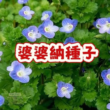 婆婆納種子 台灣現貨 庭園草花 耐熱好種 地面覆蓋 開藍紫小花 地被植物 綠化種籽 陽台盆栽 四季可播 細葉品種
