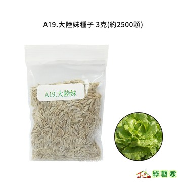 A19.大陸妹種子3克(約2500顆)(大陸A菜.葉色淡綠.半結球狀.質脆.甜.抽苔晚 )葉菜類種子【綠藝家】