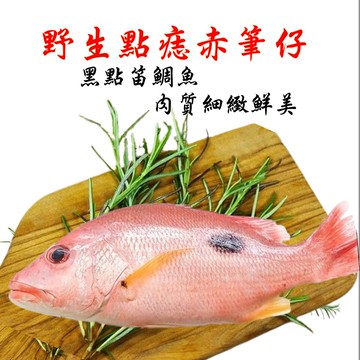 【海之醇】漁格網捕捉-野生黑點笛鯛魚3隻組(400g/隻)