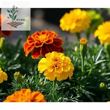 青禾園藝（孔雀草種子） 四季種植 優質精裝 包對版 發芽率95%以上 新手易種 室內外陽台庭院盆栽花卉種子 多年生