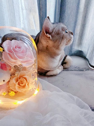 【 日本永生花】Kitty玻璃罩夜燈 可客製加入公仔 不凋花 送禮