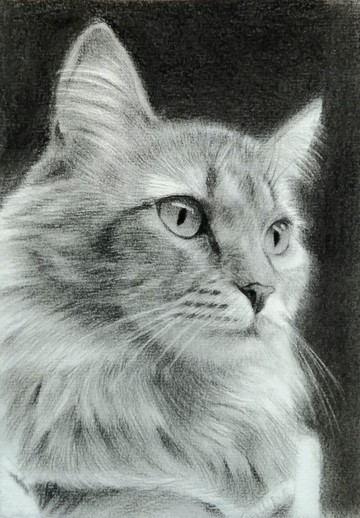 炭精筆素描 / 寵物畫 / 含框